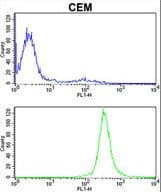 Polyclonal Rabbit anti-Human IMMT / Mitofilin Antibody (aa438-467, IHC, WB)