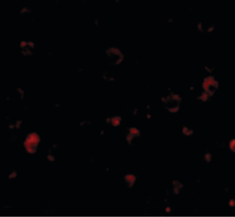 IHC-plus™ KIAA1811 / BRSK1 Antibody