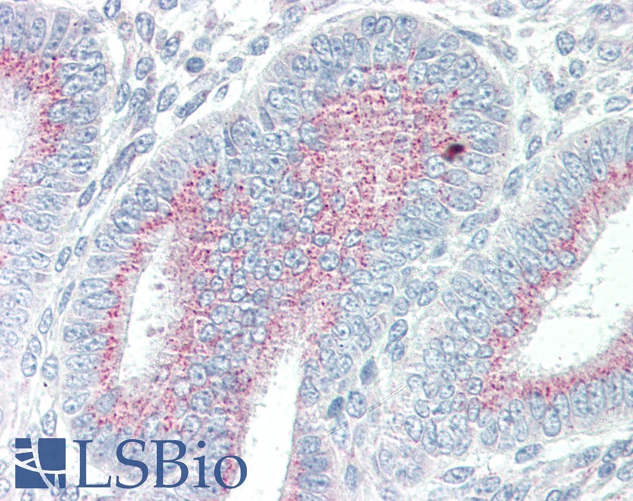 IHC-plus™ ORAI3 Antibody (N-Terminus)