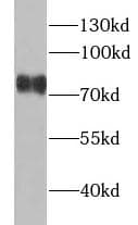 YAP / YAP1 Antibody