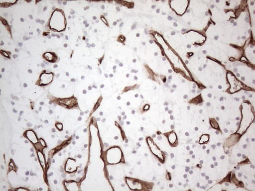 CD34 Antibody (aa312-385, clone OTI11E1)