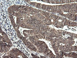 SYT4 Antibody (clone OTI4H3)