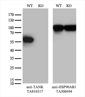 TANK Antibody (clone OTI1G2)