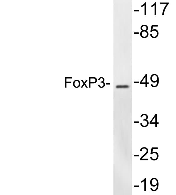 FOXP3 Antibody