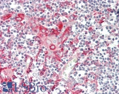 IHC-plus™ TMEM173 / STING Antibody (clone 4E12)