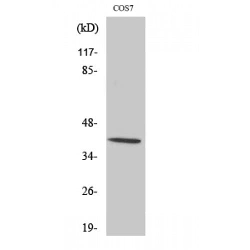 MAPK14 / p38 Antibody (120-200 aa)