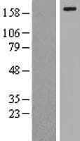 LRP6 Protein (Over-Expression Lysate Myc-DDK (Flag))