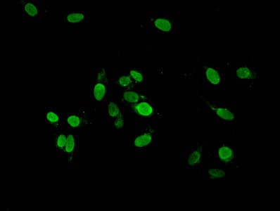 HIST1H2AI Antibody