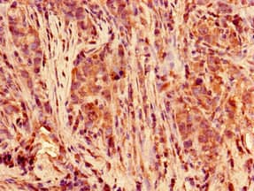 POLR2C Antibody