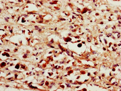 IL24 Antibody