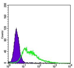 KDR / VEGFR2 / FLK1 Antibody (Amino Acid: 20-764, clone 4B4)