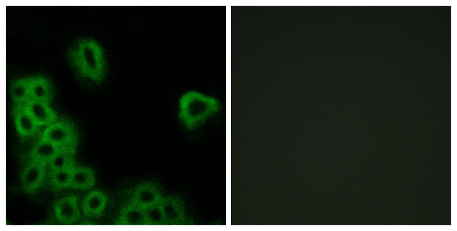 Polyclonal Rabbit anti-Human PTGER4 / EP4 Antibody (aa321-370, IF, WB)