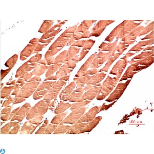 Monoclonal Mouse anti-Human PRKAA1 / AMPK Alpha 1 Antibody (IHC, WB)