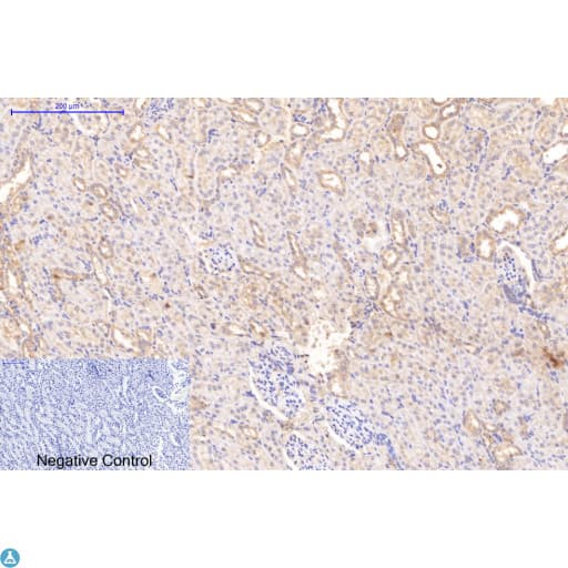 Collagen I Antibody