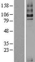 Human Betaglycan / TGFBR3 Protein (Over-Expression Lysate Myc-DDK (Flag))