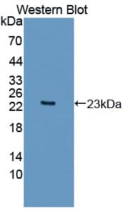 APOO / Apolipoprotein O Antibody (aa26-198)