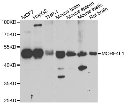 IHC-plus™ MORF4L1 / MRG15 Antibody