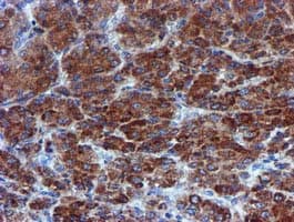 CHCHD5 Antibody (clone OTI3H3)