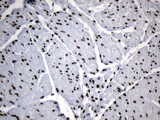 Monoclonal Mouse anti-Human ELF4 / MEF Antibody (clone OTI2D8, aa83-345, IHC, WB)