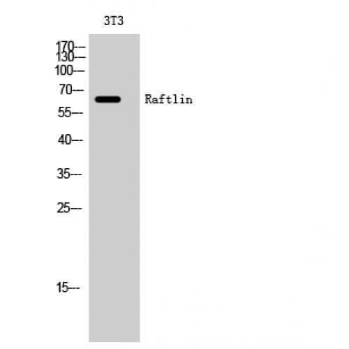 Polyclonal Rabbit anti-Human RFTN1 / Raftlin Antibody (410-490 aa, C-terminal, WB)