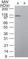 STAT6 Antibody (aa600-650, clone 177C322.1)