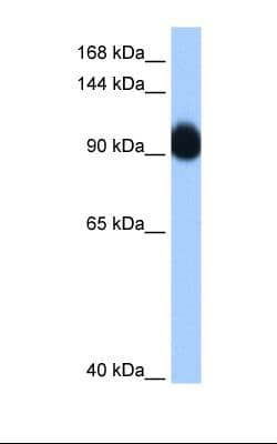 RNF10 Antibody (aa731-780)