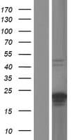 C20orf144 Protein (Over-Expression Lysate Myc-DDK (Flag))