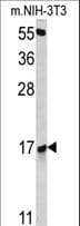 RBM3 Antibody (aa55-84)