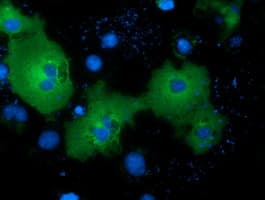 Monoclonal Mouse anti-Human NEK11 Antibody (clone OTI4H5, IF, WB)