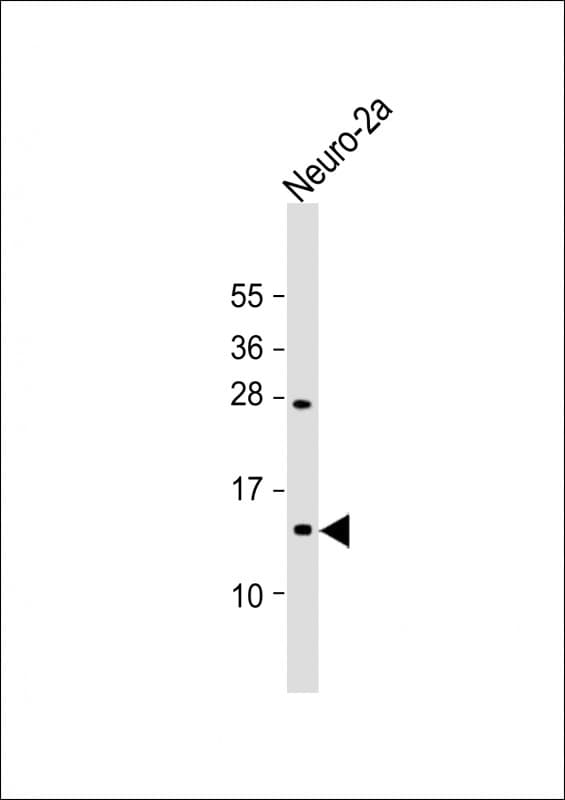 EIF1 Antibody (aa31-61)