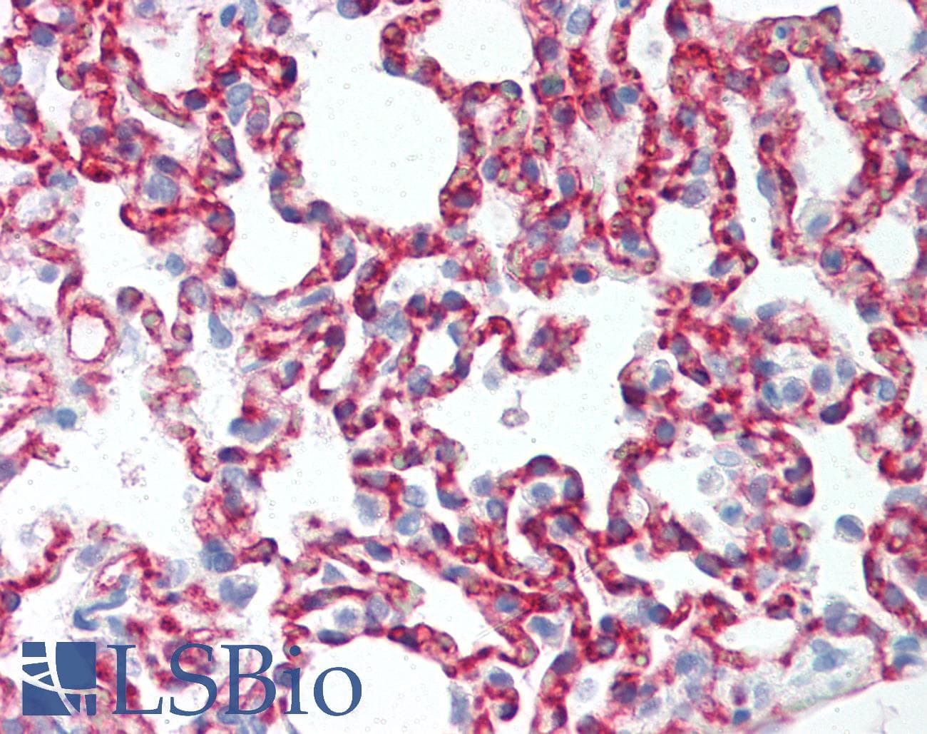 IHC-plus™ CLDN5 / Claudin 5 Antibody