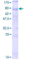 Human ADGRG3 / GPR97 Protein (Recombinant GST)