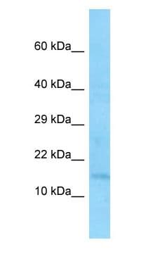 EIF1 Antibody (aa55-104)