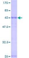 Human PBRM1 / BAF180 / PB1 Protein (Recombinant GST)