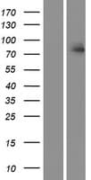 HUNK / B19 Protein (Over-Expression Lysate Myc-DDK (Flag))