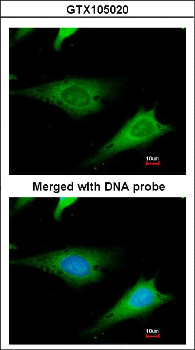 RPS3A / Ribosomal Protein S3A Antibody (aa14-264)