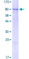 Human SGPL1 Protein (Recombinant GST)