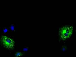 MPP3 Antibody (clone OTI5E8)
