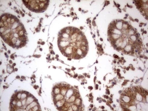 IGSF11 / VSIG3 Antibody (aa23-241, clone OTI1B9)
