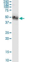Monoclonal Mouse anti-Human ST8SIA4 Antibody (clone 1H5, WB)