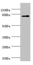 Dipeptidyl Peptidase 3 / DPP3 Antibody