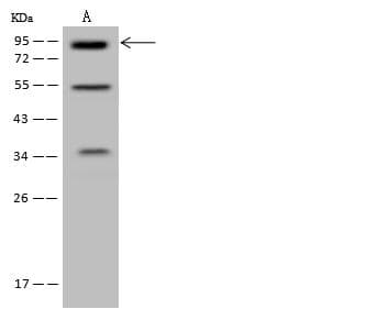 MLPH / Melanophilin Antibody
