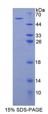 Human ADGRB3 / BAI3 Protein (Recombinant His-T7)