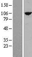 TTC27 Protein (Over-Expression Lysate Myc-DDK (Flag))