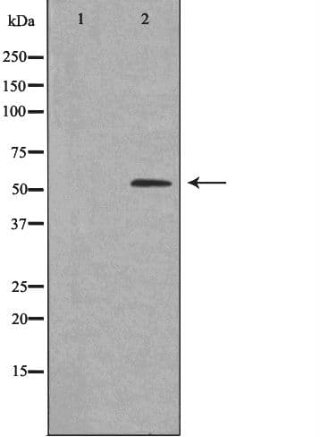 AVEN / PDCD12 Antibody
