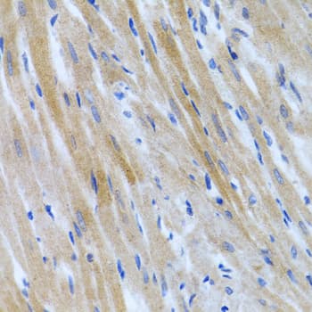 BMP3 Antibody