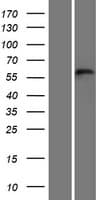 C3orf30 Protein (Over-Expression Lysate Myc-DDK (Flag))