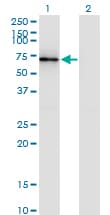 CTTN / Cortactin Antibody (clone 2B5)