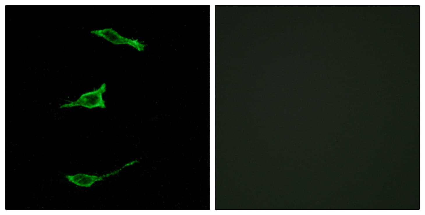 FFAR1 / GPR40 Antibody (aa185-234)