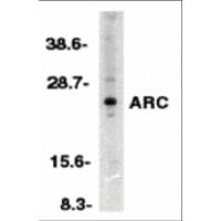 NOL3 / ARC Antibody